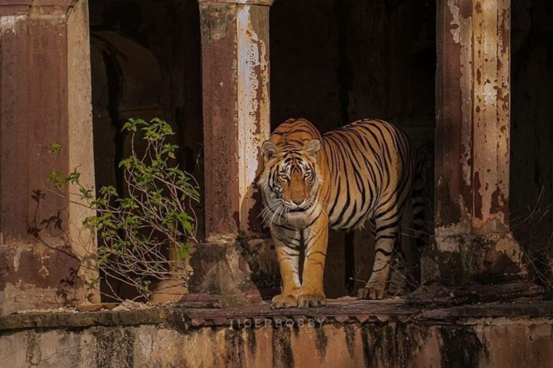 Delhi Agra Jaipur 7-Days Tour with Varanasi & Tiger safari