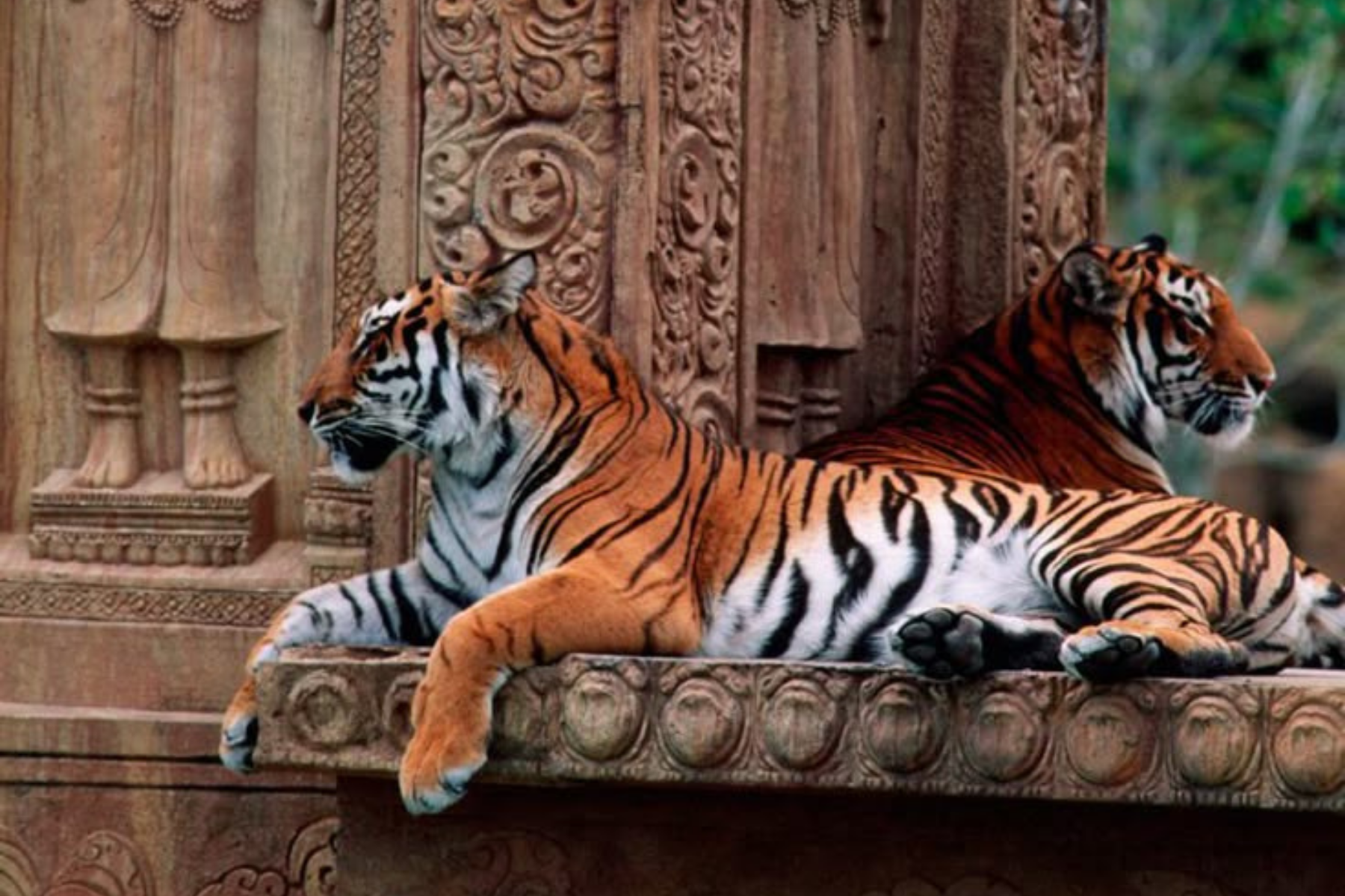 Delhi Agra Jaipur 7-Days Tour with Varanasi & Tiger safari