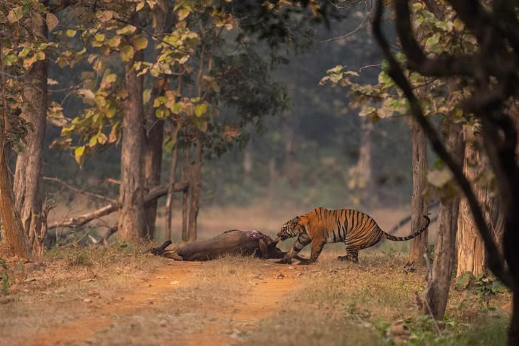 Delhi Agra Jaipur 5-Days Golden Triangle Tour with Safari