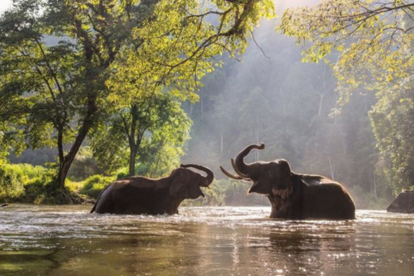 Delhi: All-Inclusive Day trip Taj Mahal with Elephant SOS