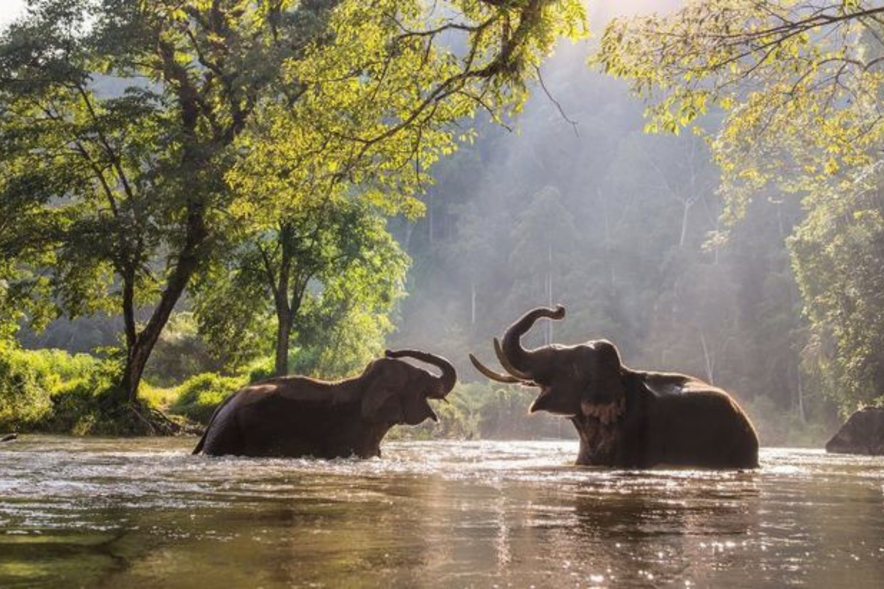 All-Inclusive Day Trip of Taj Mahal with Elephant SOS from Delhi