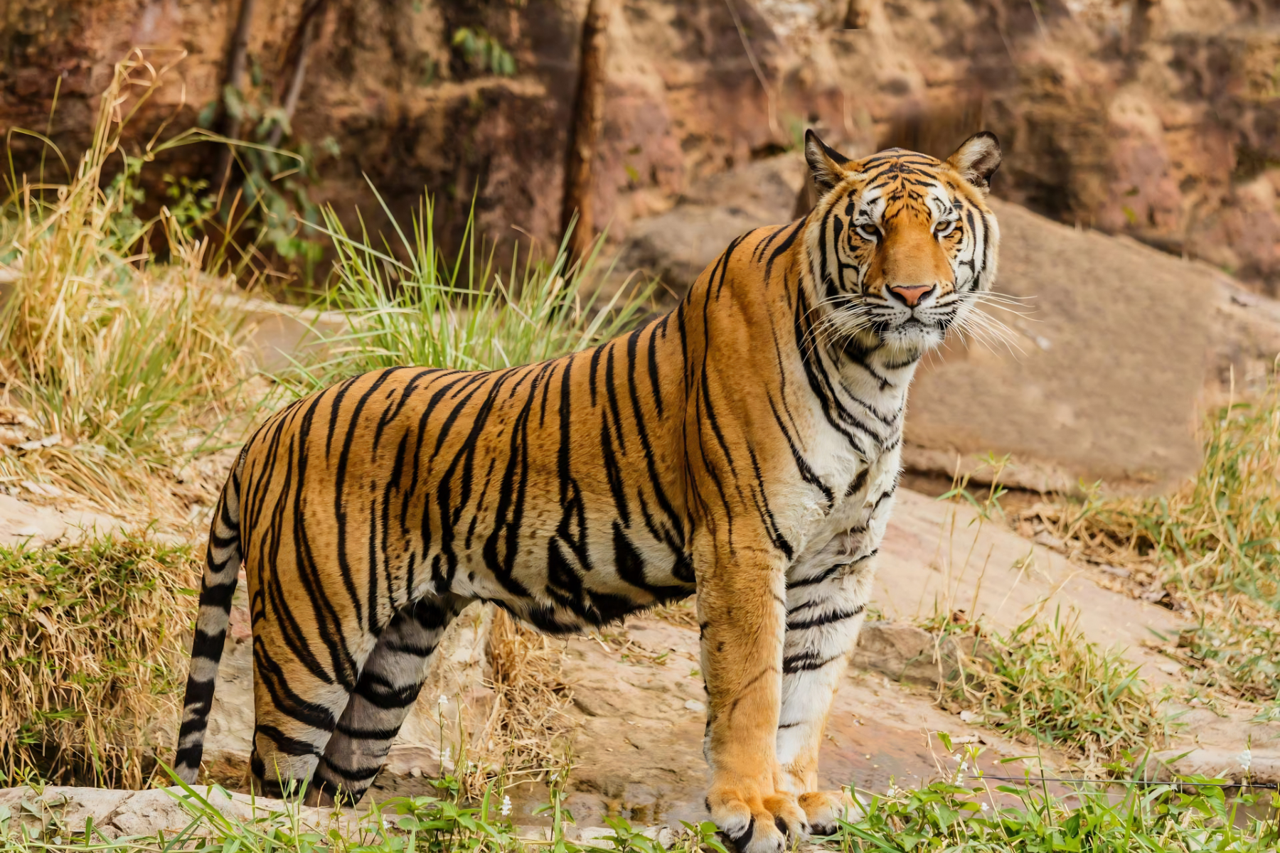 Jaipur to Ranthambore National Park Day Tour with Tiger Safari