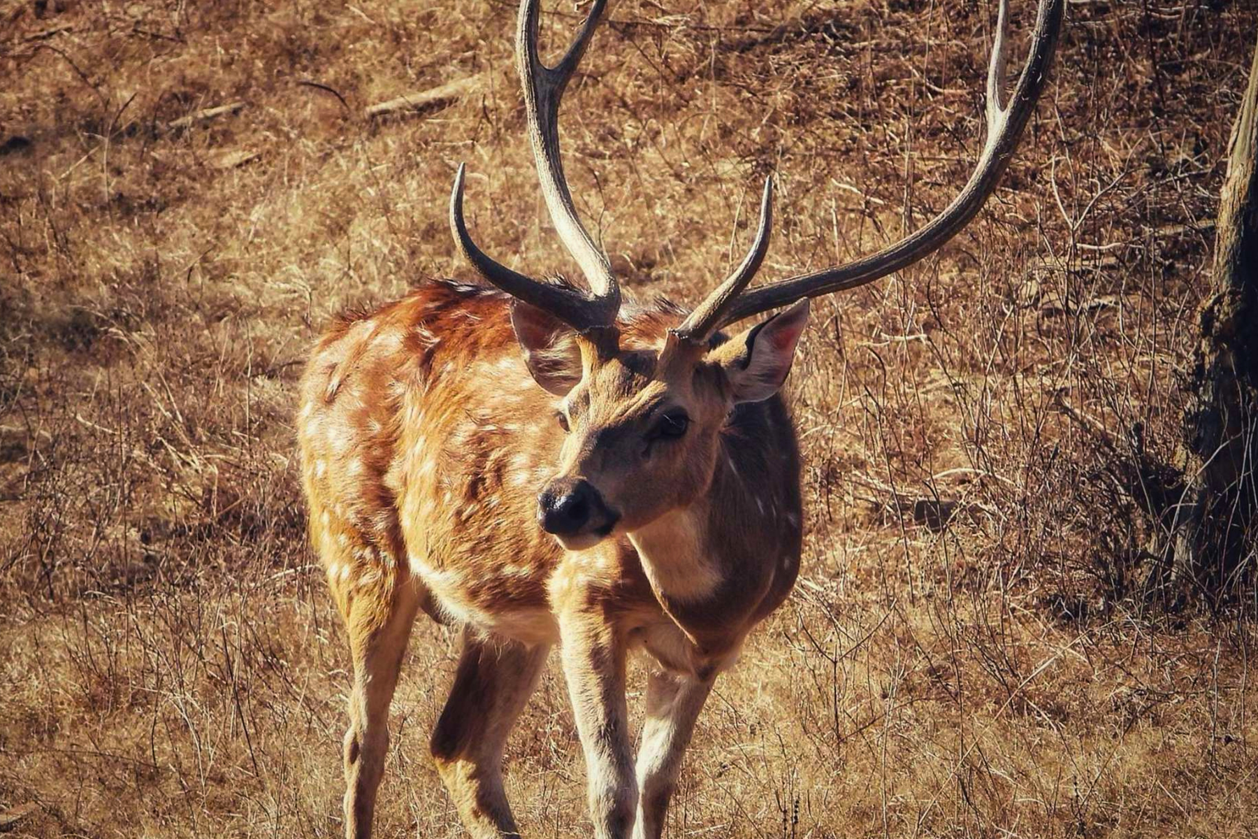 Jaipur to Ranthambore National Park Day Tour with Tiger Safari