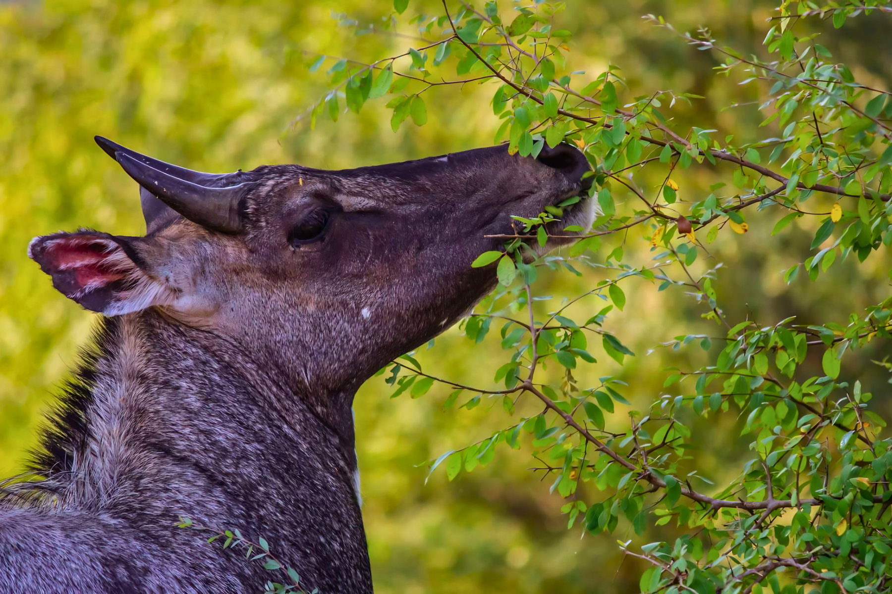 Jaipur to Ranthambore National Park Day Tour with Tiger Safari