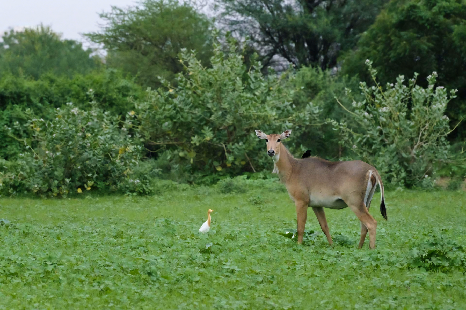 Jaipur to Ranthambore National Park Day Tour with Tiger Safari