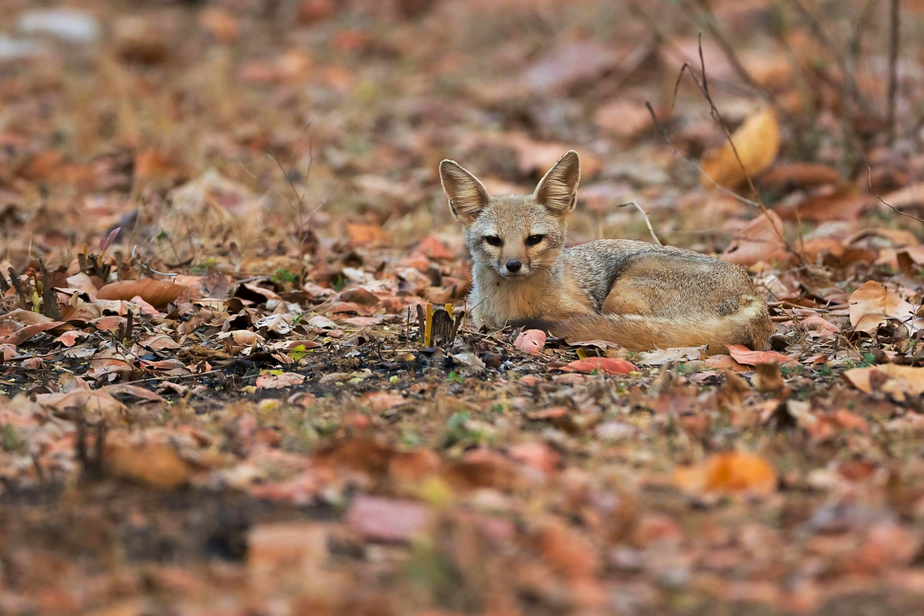 Jaipur to Ranthambore National Park Day Tour with Tiger Safari