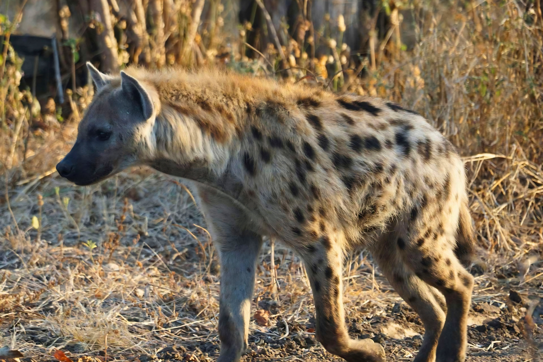 Jaipur to Ranthambore National Park Day Tour with Tiger Safari