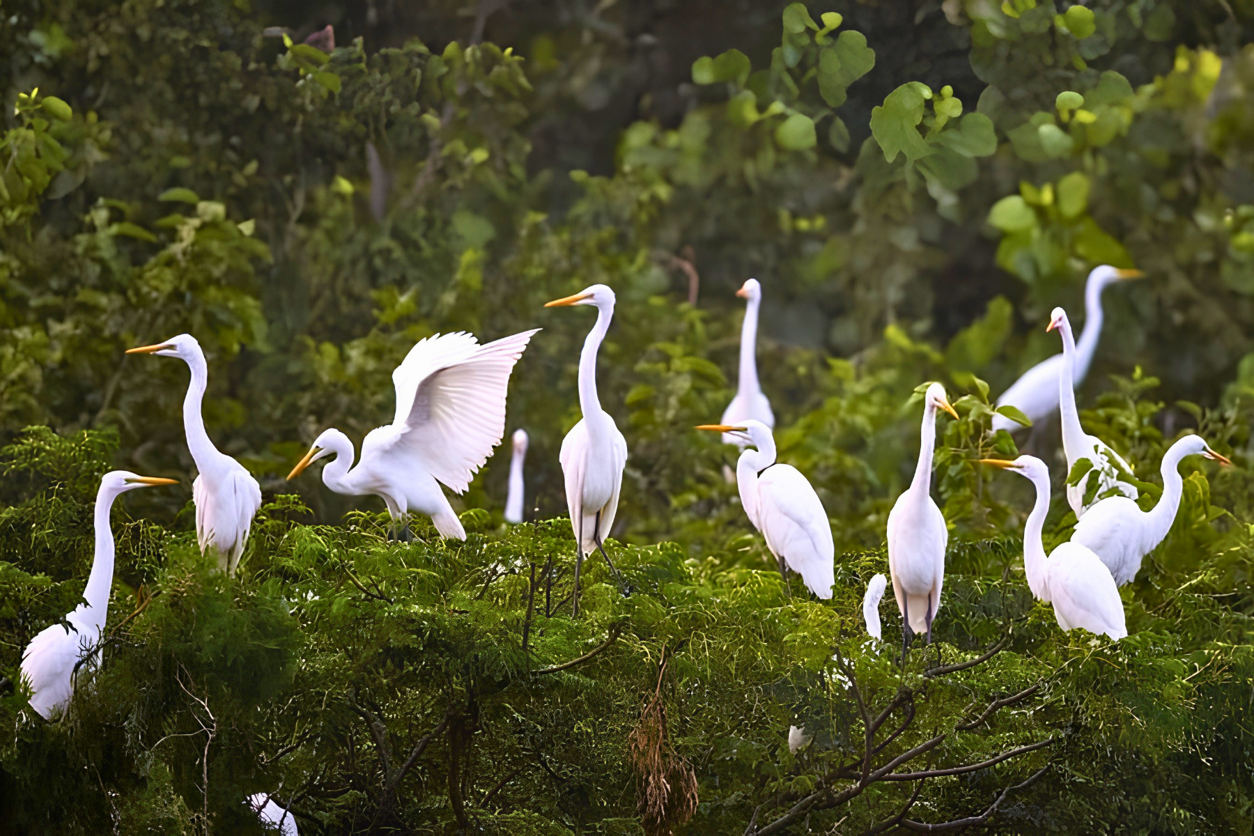 Jaipur to Ranthambore National Park Day Tour with Tiger Safari
