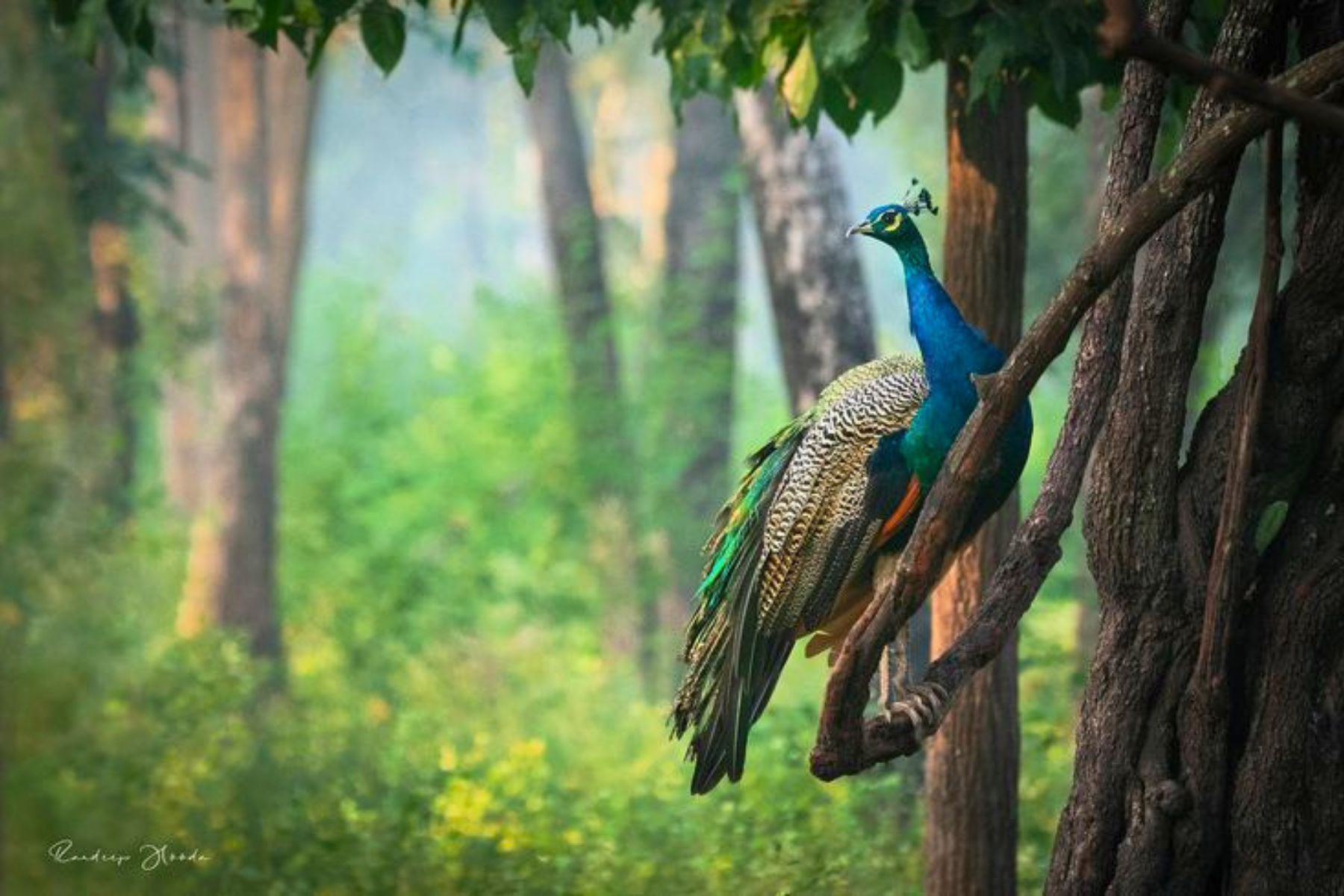 Jaipur to Ranthambore National Park Day Tour with Tiger Safari