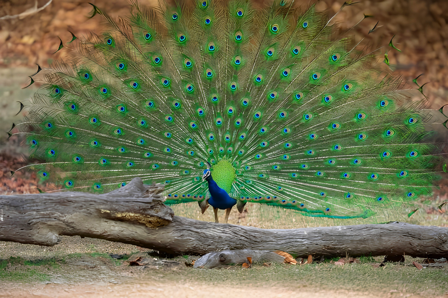 Jaipur to Ranthambore National Park Day Tour with Tiger Safari