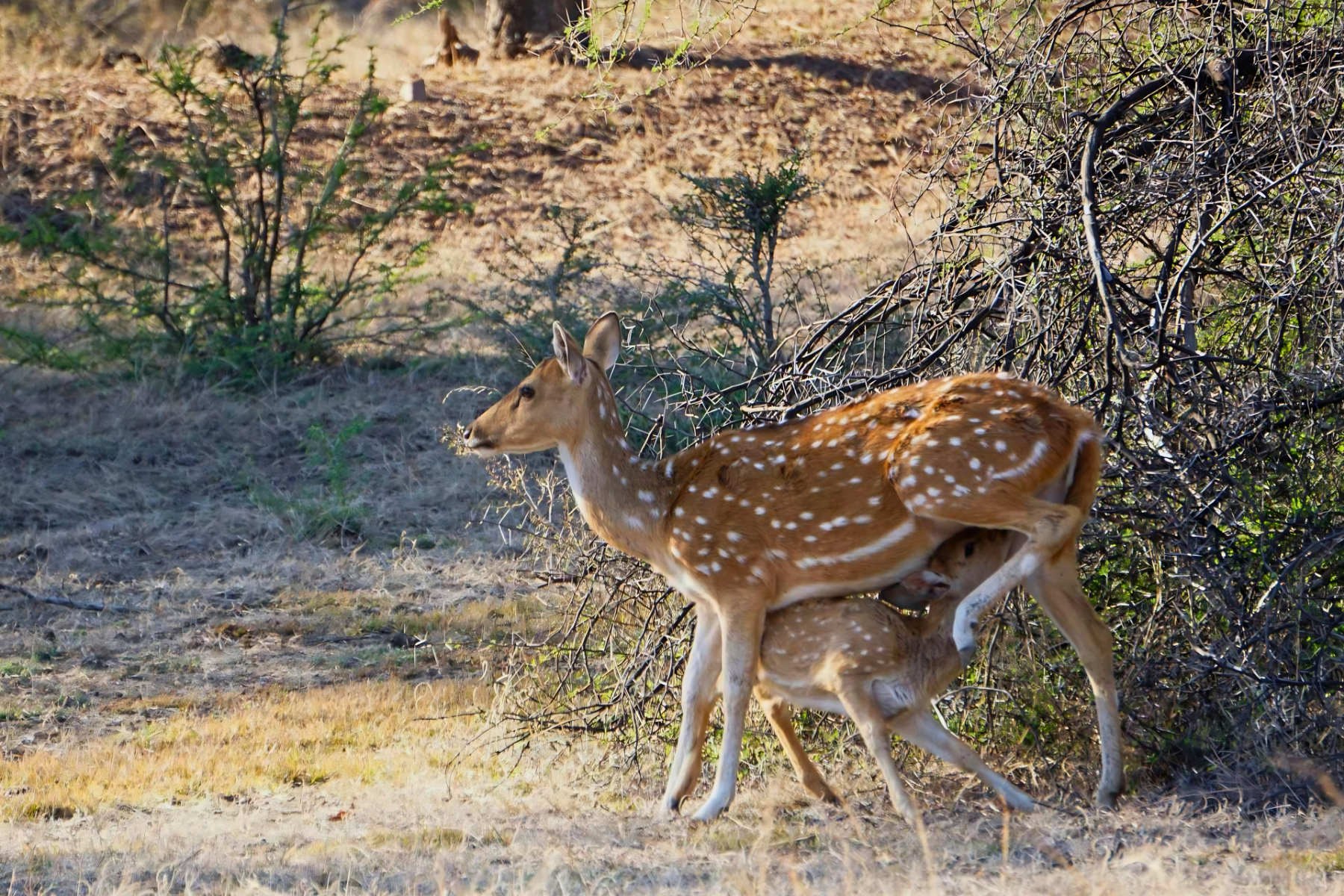 Jaipur to Ranthambore National Park Day Tour with Tiger Safari