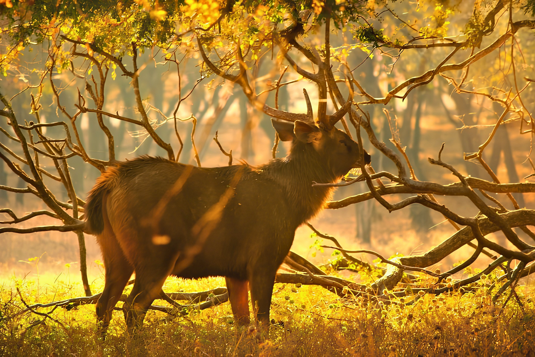 Jaipur to Ranthambore National Park Day Tour with Tiger Safari