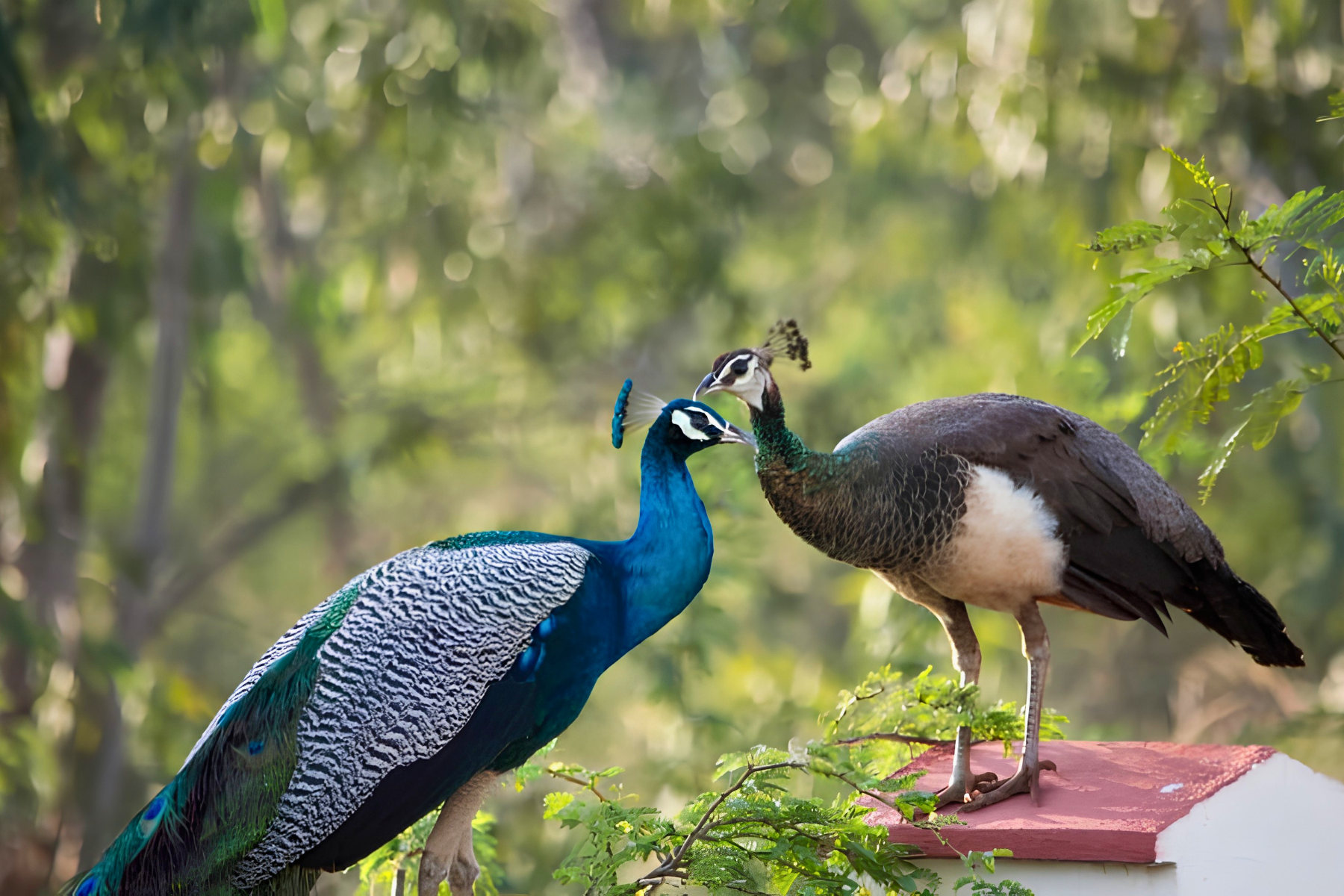 Jaipur to Ranthambore National Park Day Tour with Tiger Safari