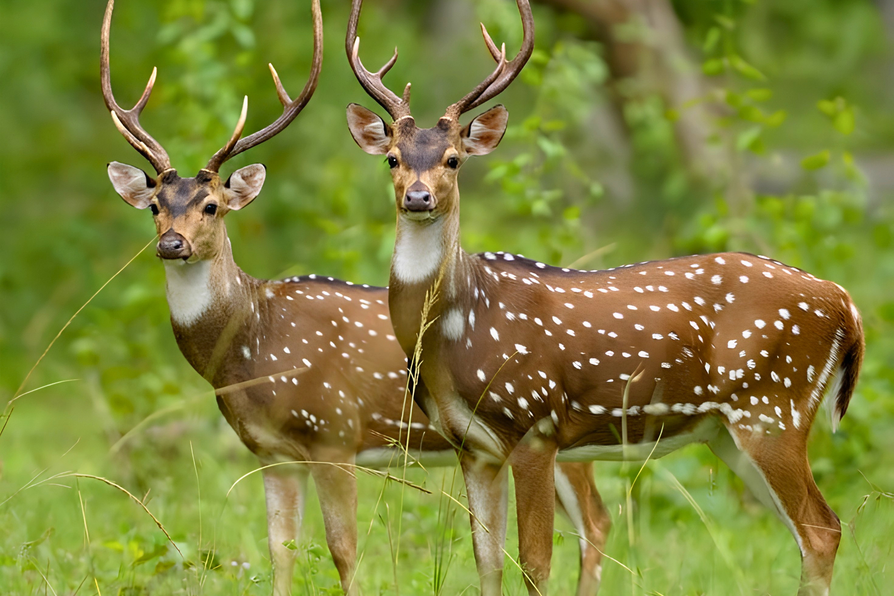 Jaipur to Ranthambore National Park Day Tour with Tiger Safari