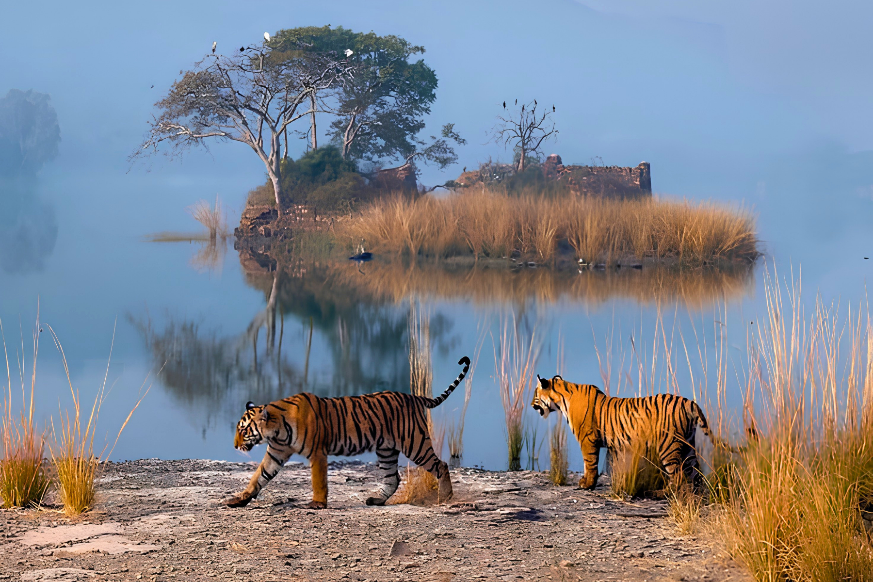 Jaipur to Ranthambore National Park Day Tour with Tiger Safari