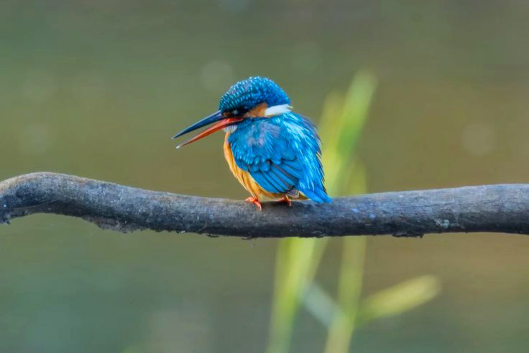 Jaipur to Ranthambore National Park Day Tour with Tiger Safari