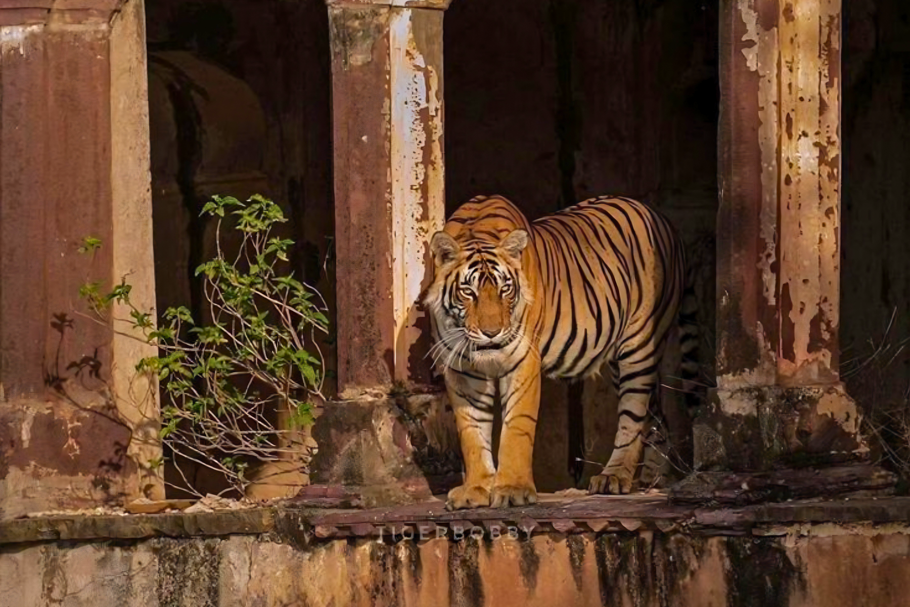 Jaipur to Ranthambore National Park Day Tour with Tiger Safari