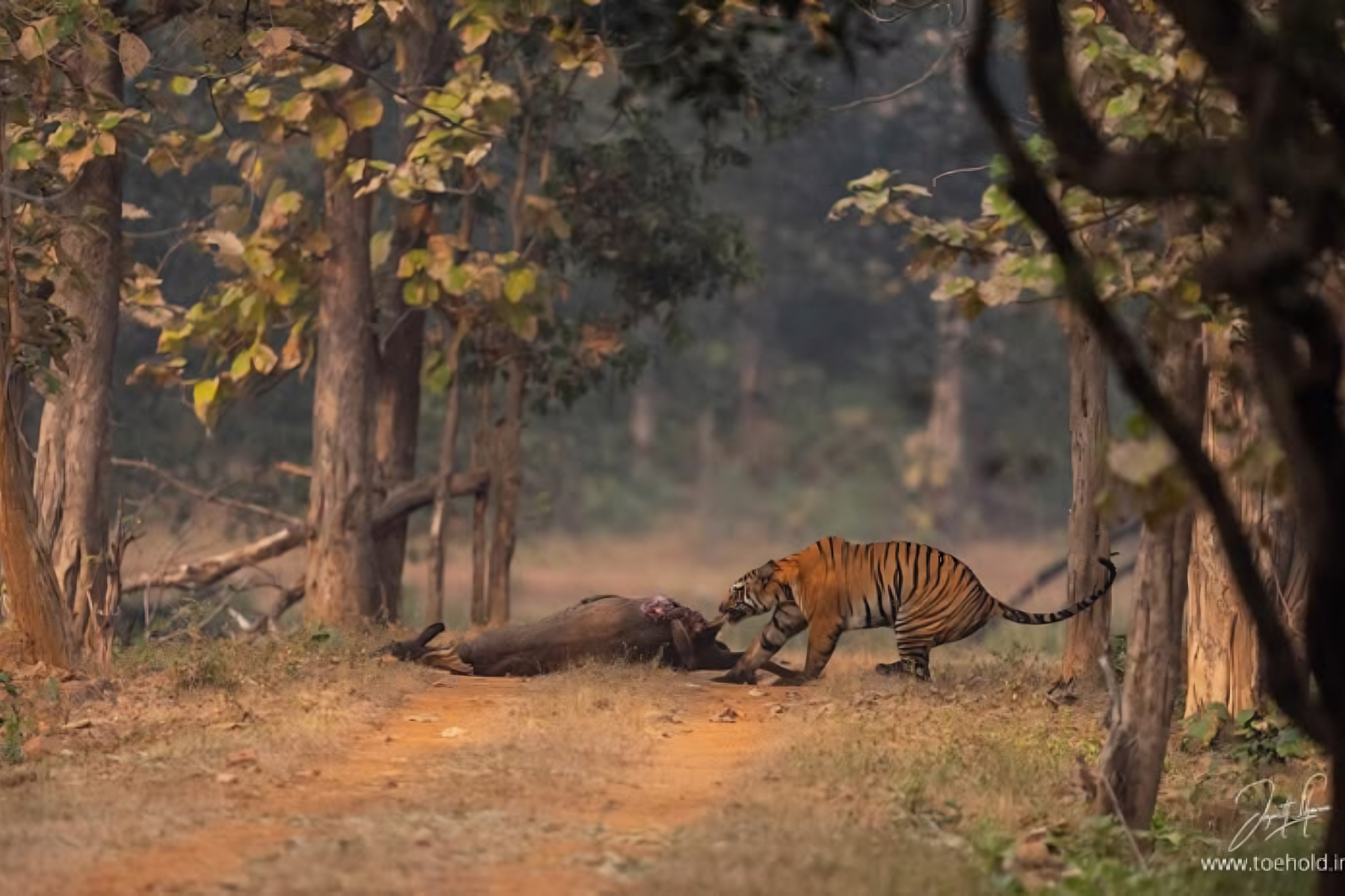 Jaipur to Ranthambore National Park Day Tour with Tiger Safari