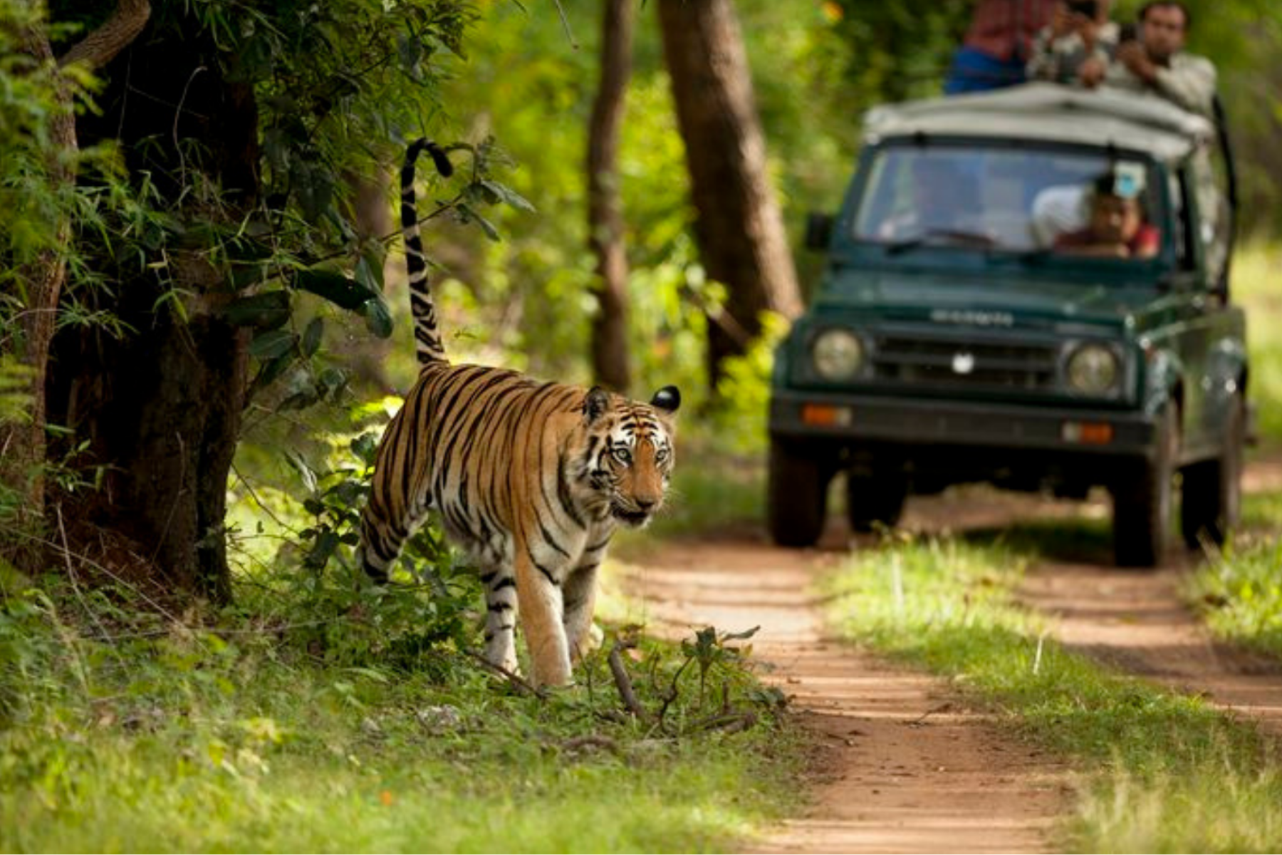Jaipur to Ranthambore National Park Day Tour with Tiger Safari