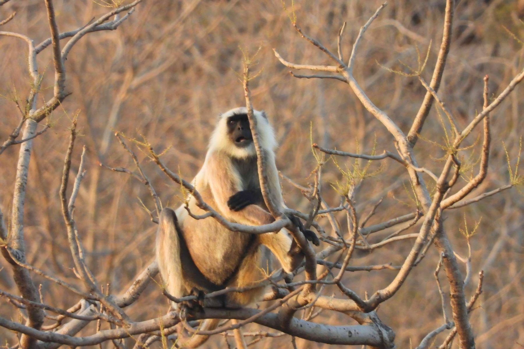 Jaipur to Ranthambore National Park Day Tour with Tiger Safari