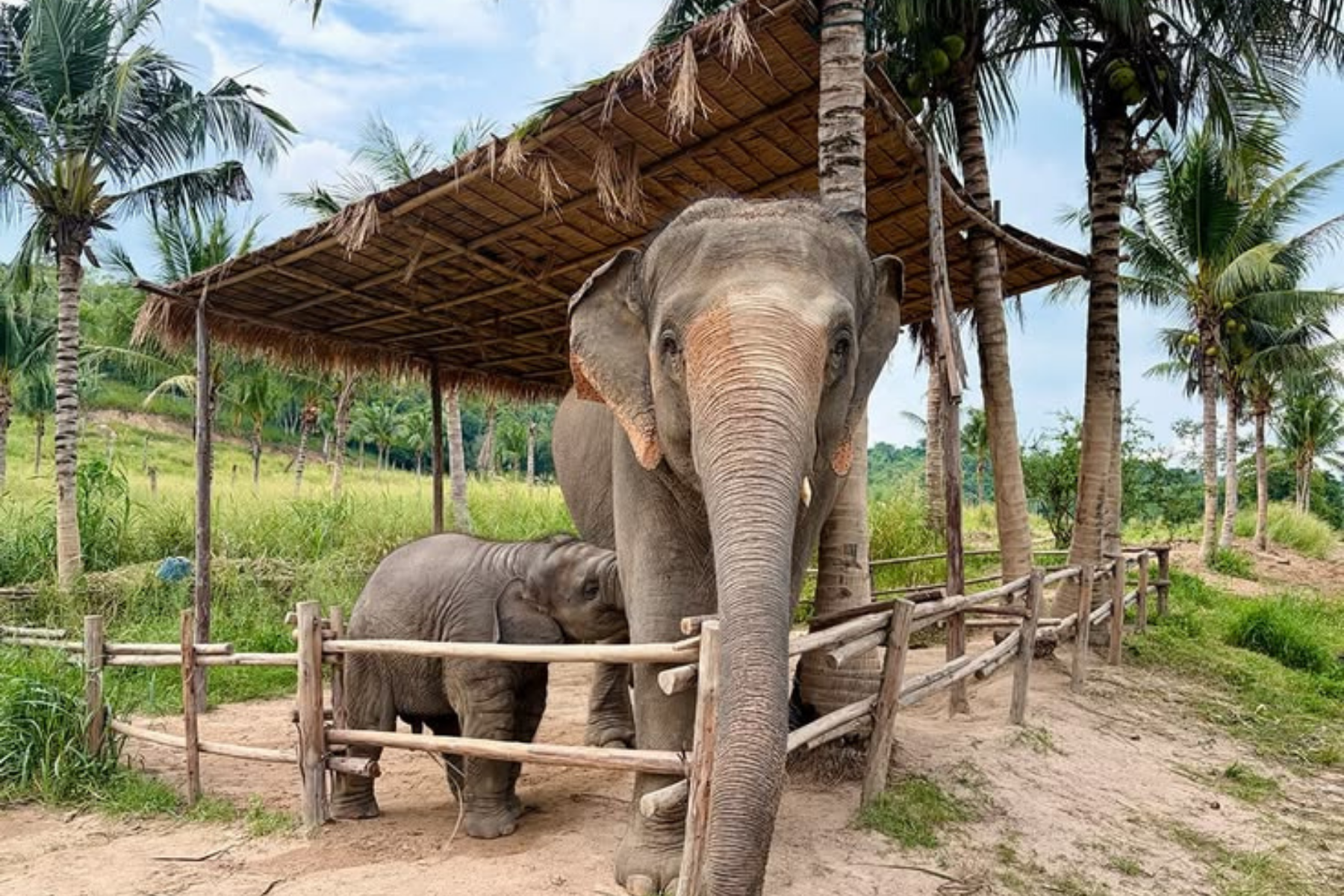 All-Inclusive Day Trip of Taj Mahal with Elephant SOS from Delhi