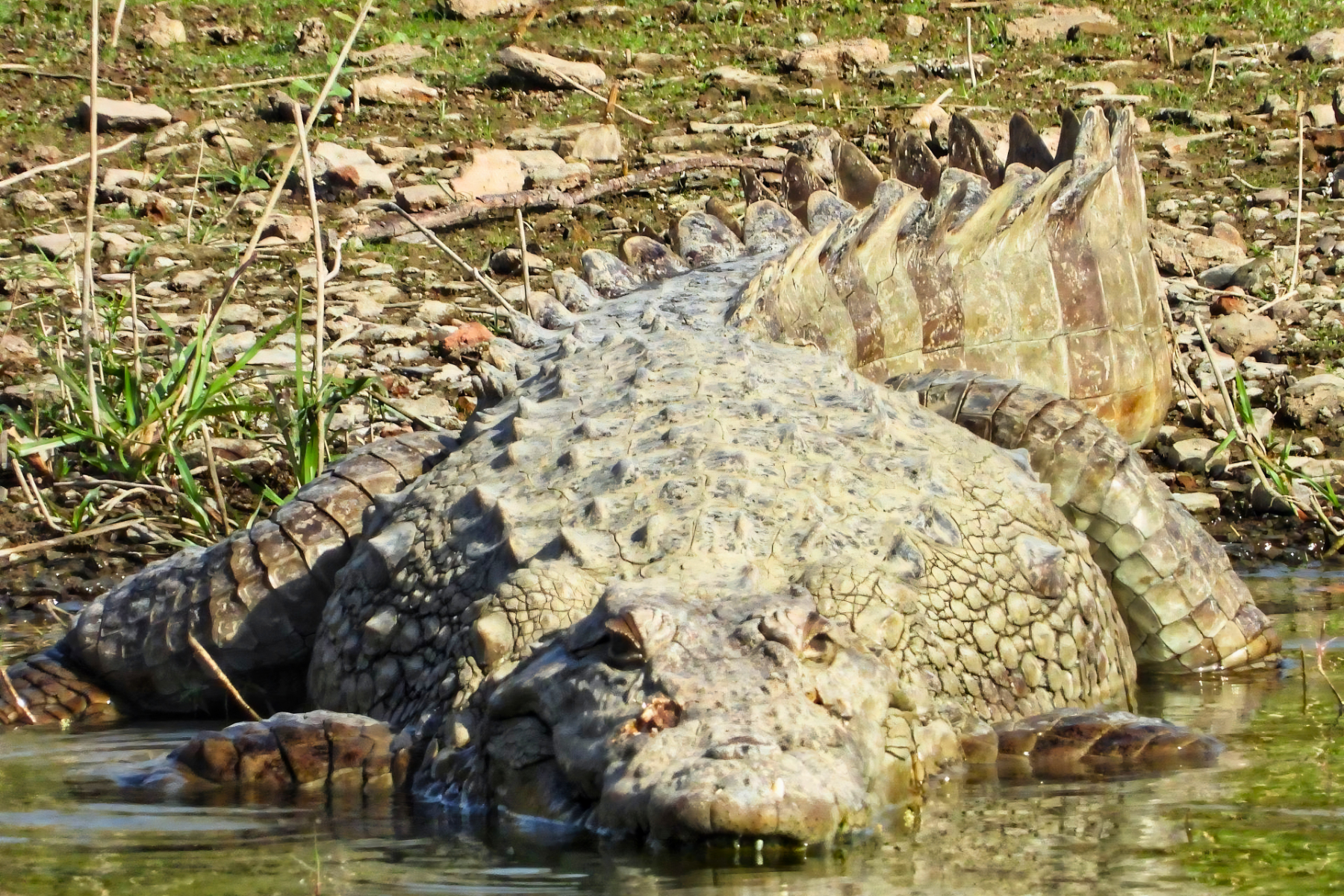 Jaipur to Ranthambore National Park Day Tour with Tiger Safari