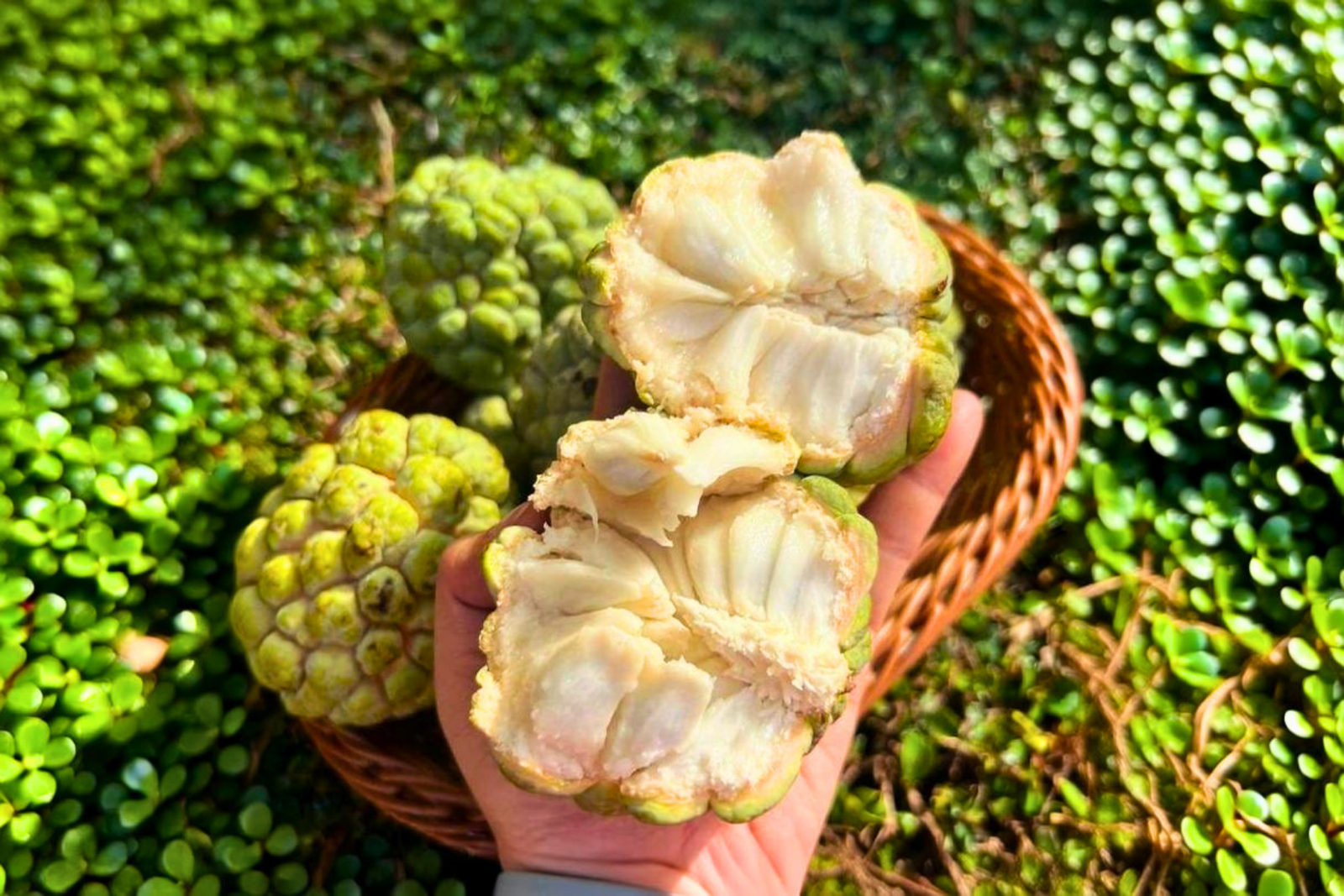 Kochi Local Street Food Walking Tour with Tastings