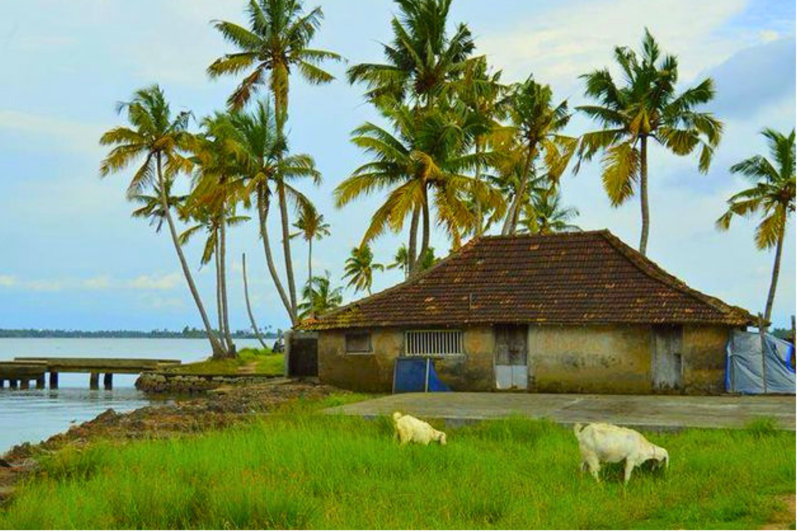 Kochi Village & Backwater Cruise Day Tour